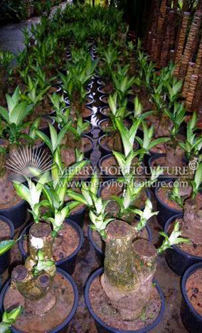 Dracaena fragrans massegeana (heads)